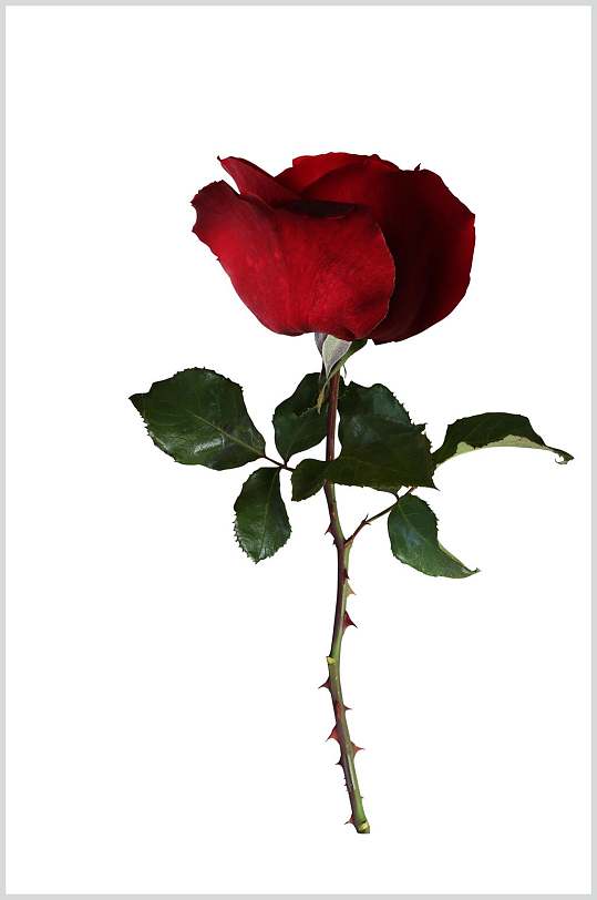 刺叶子纸条留白红色玫瑰花素材