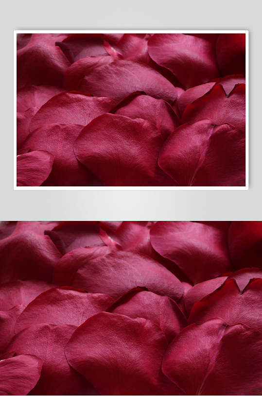 唯美大气红色花瓣玫瑰花图片