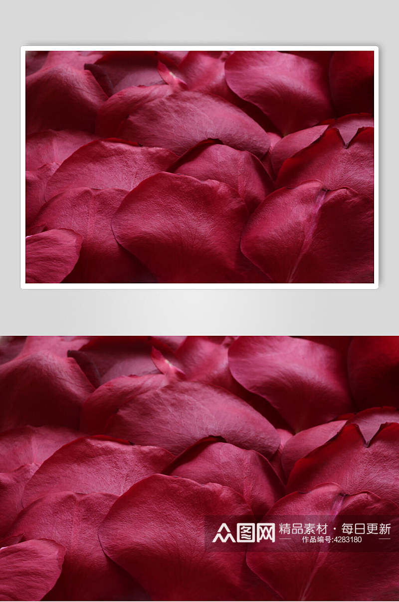 唯美大气红色花瓣玫瑰花图片素材