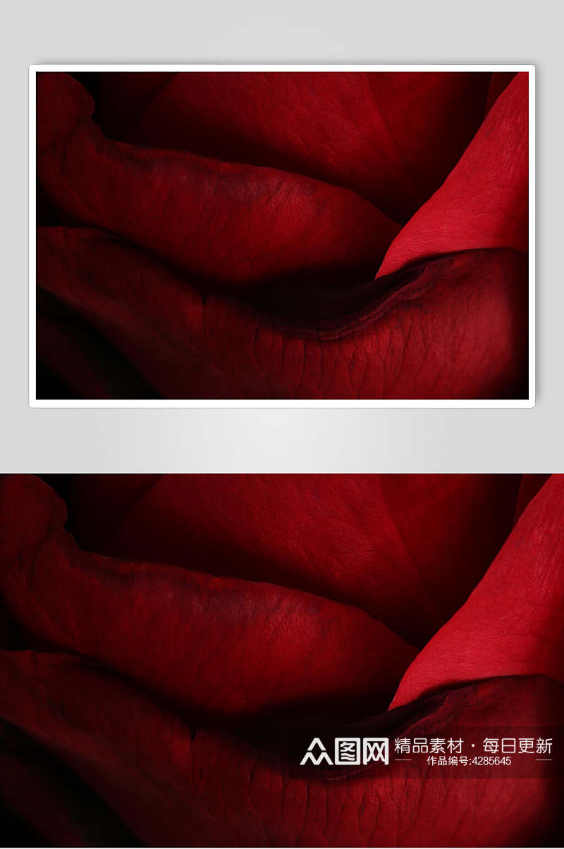 大红玫瑰花图片素材