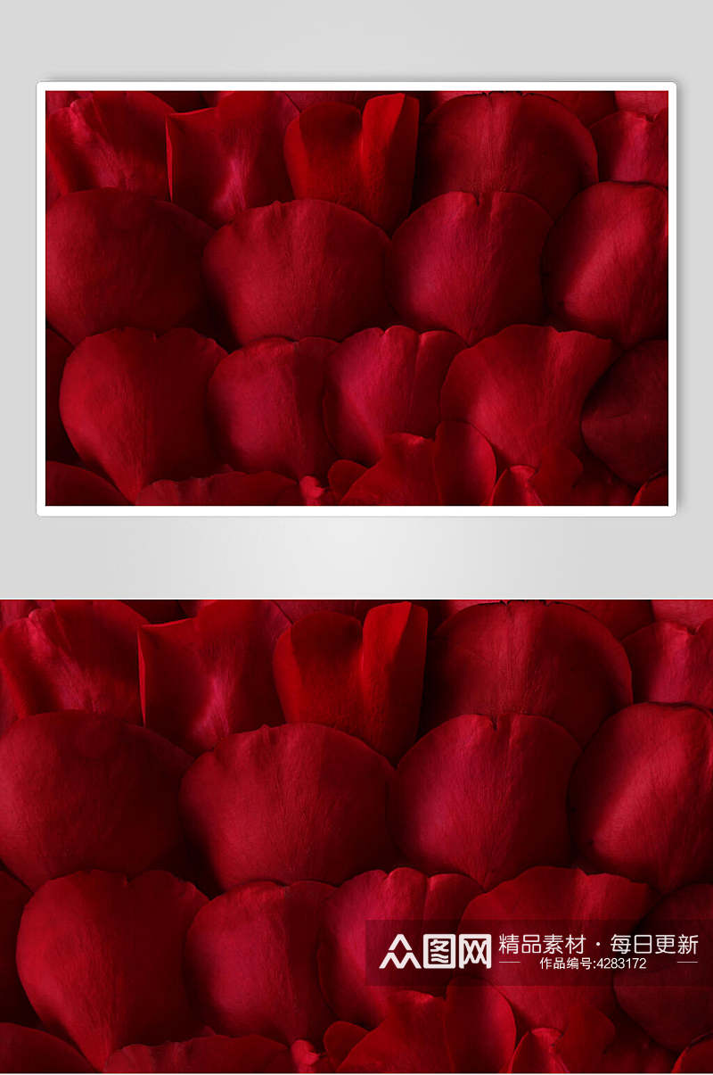 艳红色一束玫瑰花图片素材