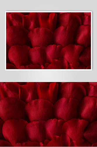 艳红色一束玫瑰花图片