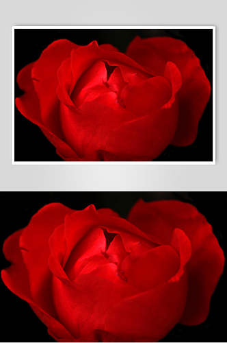 唯美红色玫瑰花图片
