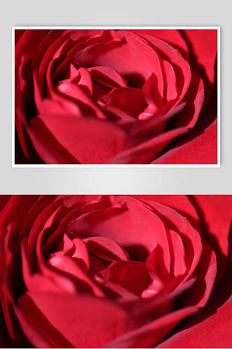 红玫瑰花瓣玫瑰花图片