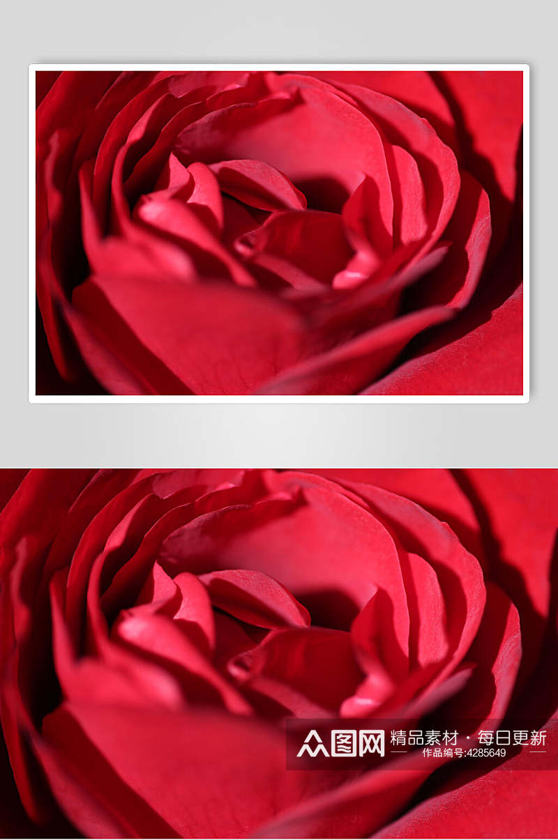 红玫瑰花瓣玫瑰花图片素材