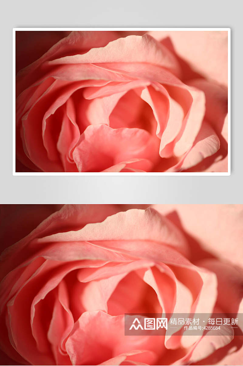 美丽的玫瑰花图片素材
