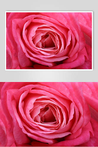 简约粉红色玫瑰花图片