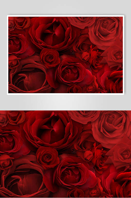 红色创意玫瑰花图片