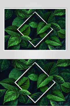 创意热带植物绿色叶子矢量素材