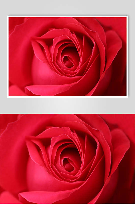 红色大气时尚玫瑰花图片