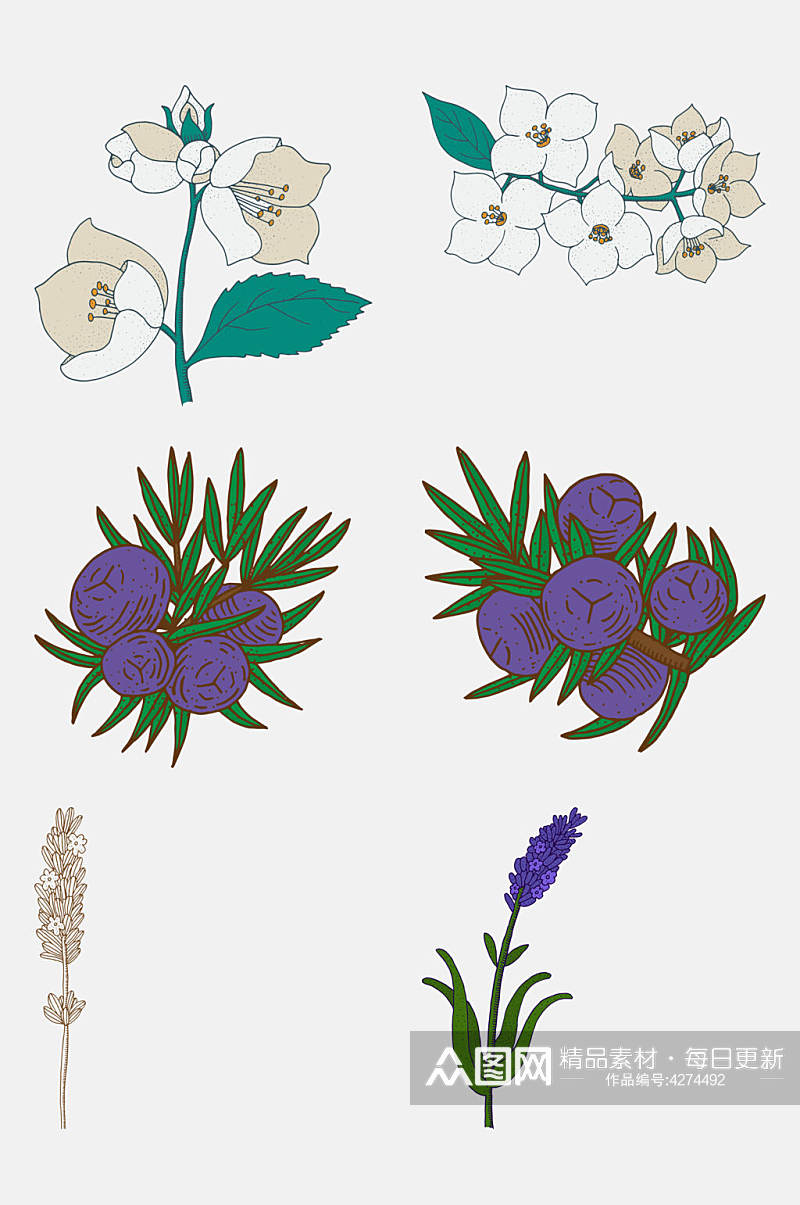 紫色果实卡通植物插画免抠素材素材