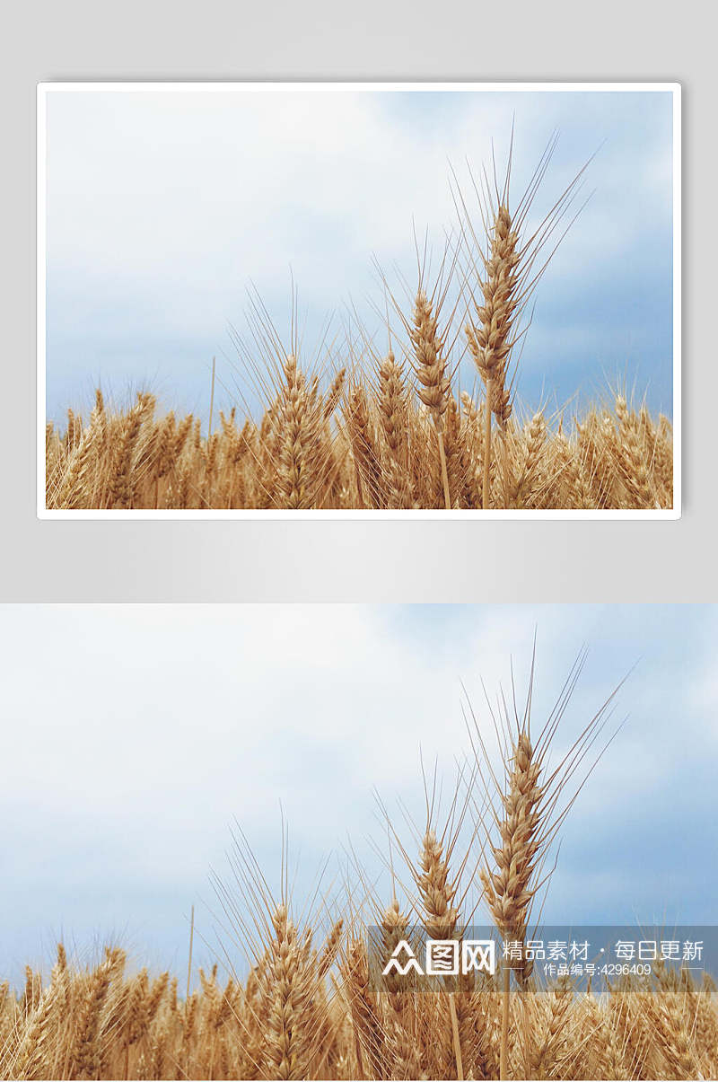 小麦食物图片素材