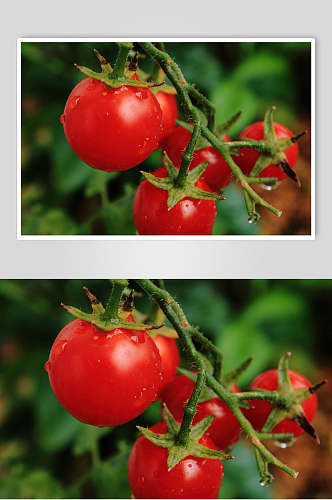 西红柿食物图片