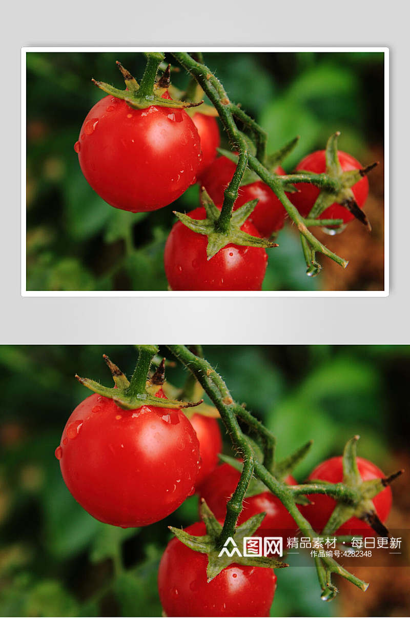 西红柿食物图片素材