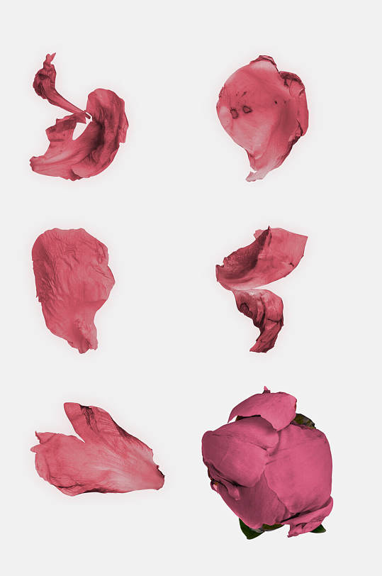 红色花朵花瓣牡丹免抠素材