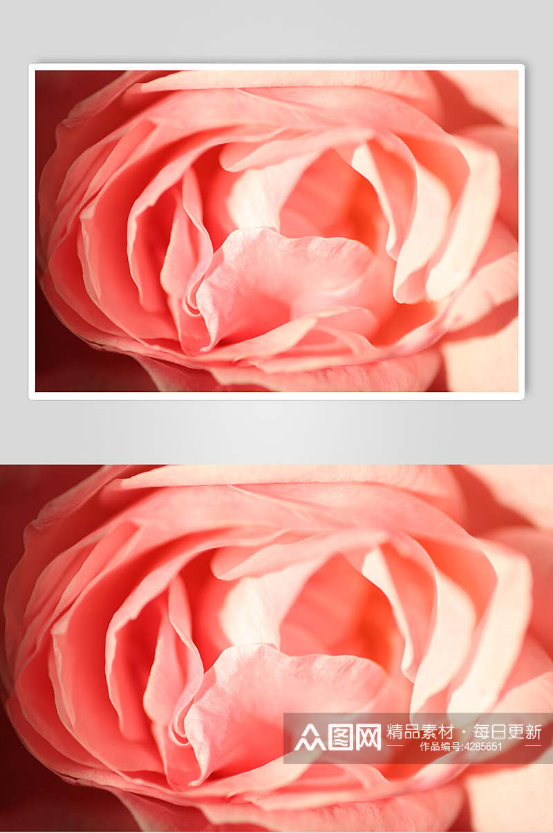 唯美粉色玫瑰花图片素材