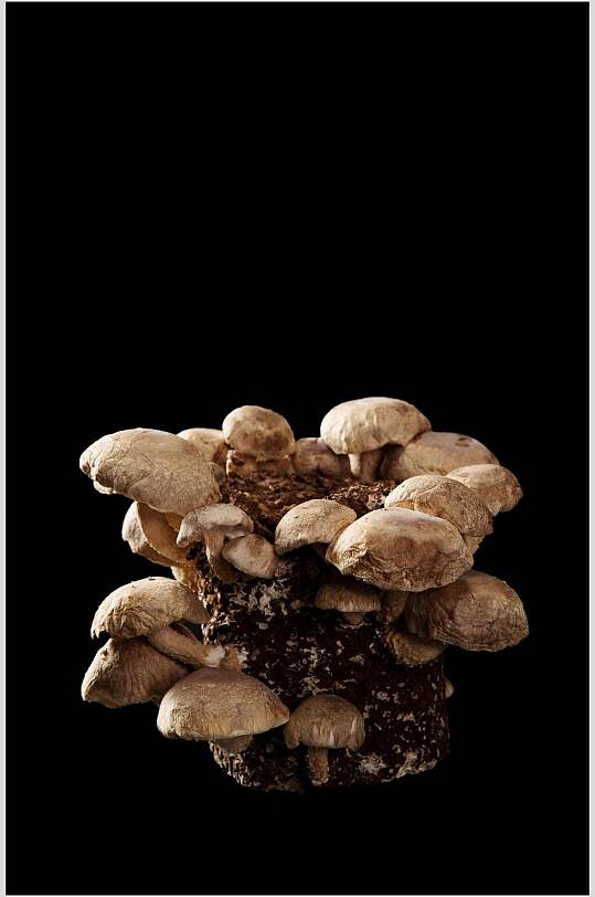 蘑菇香菇菜品图片