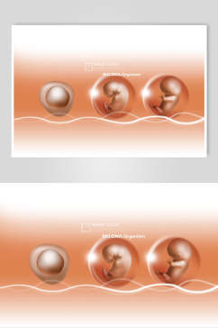 胚胎细胞分子素材