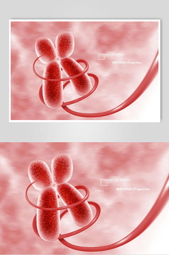 红色染色体细胞分子素材