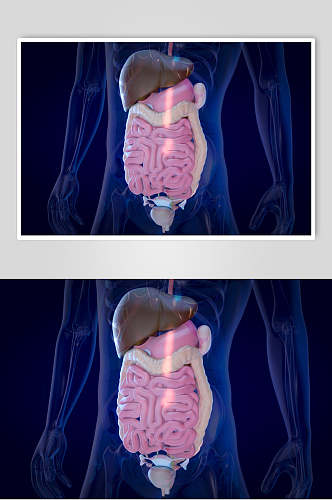 人体骨骼肠胃图片