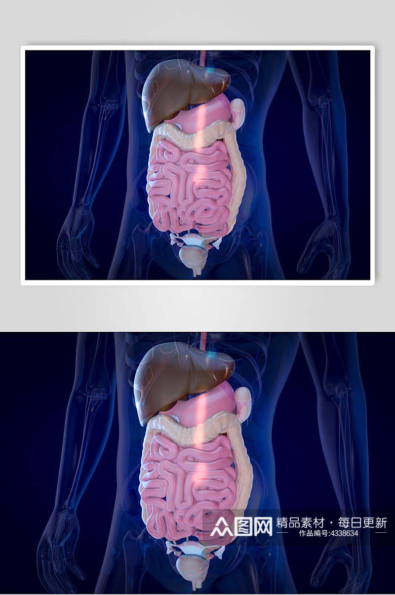 人体骨骼肠胃图片素材