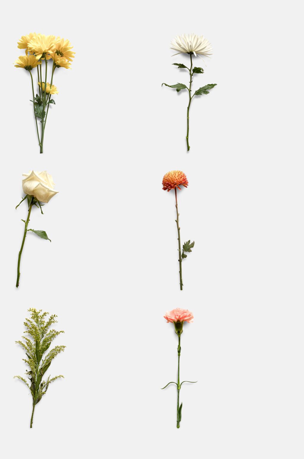 干花免抠设计素材素材