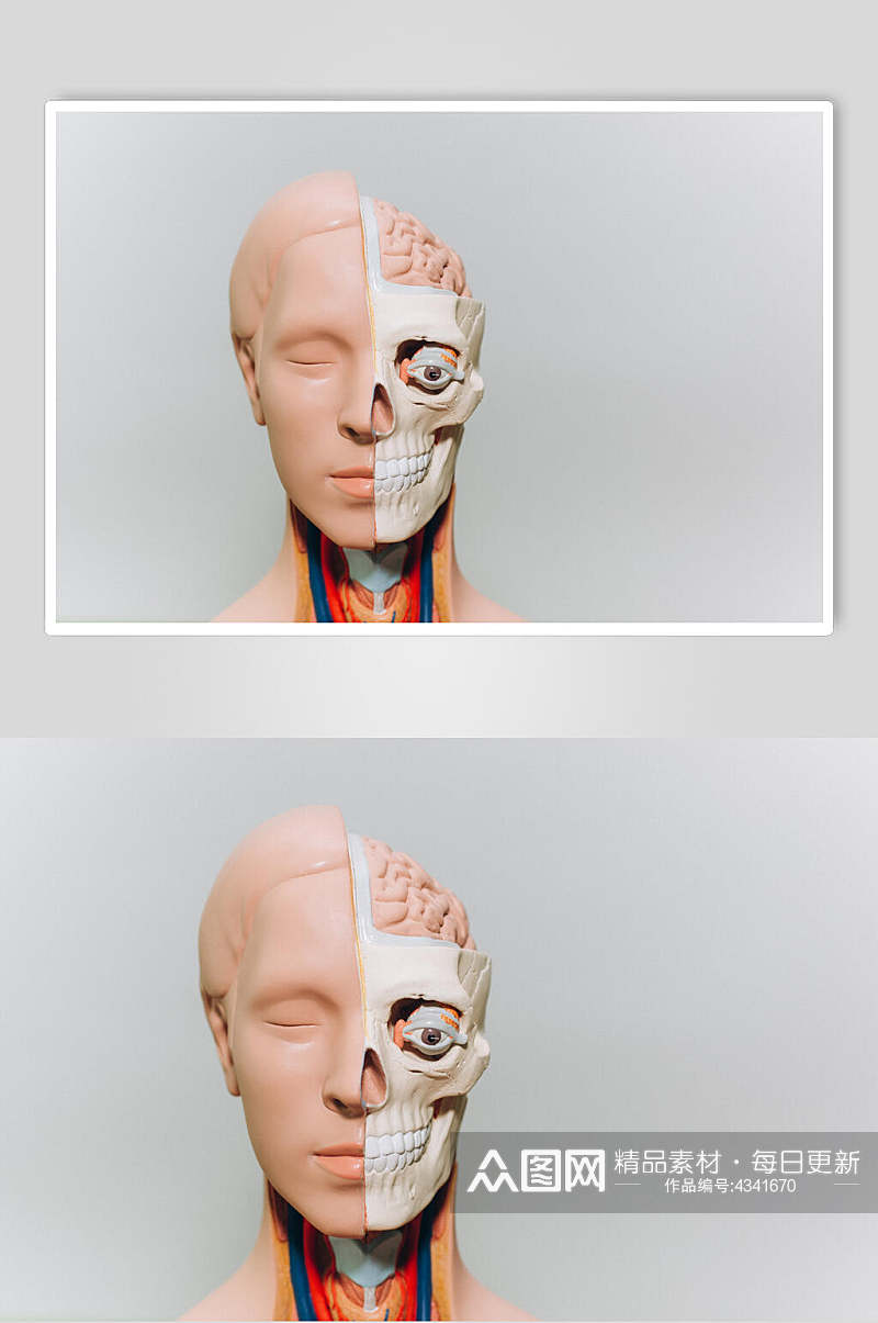 模型人体骨骼图片素材