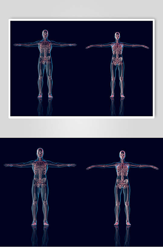 透视图人体骨骼图片