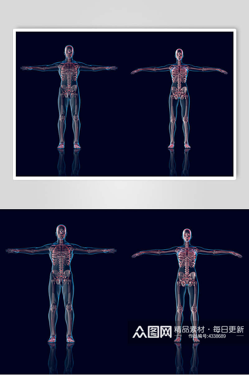 透视图人体骨骼图片素材