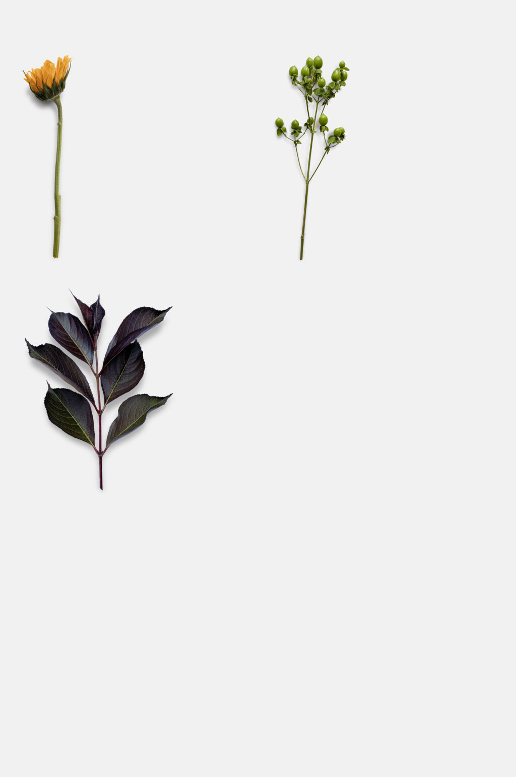 干花免抠设计素材素材