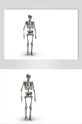 金属人体骨骼图片