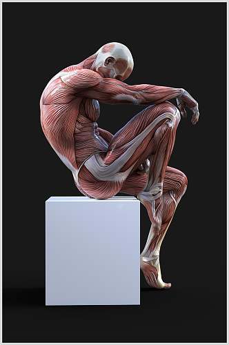 肌肉人体骨骼图片
