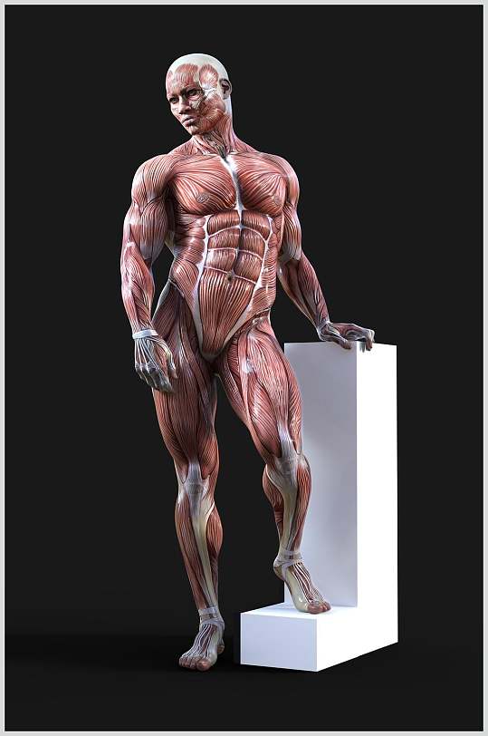 肌肉模型人体骨骼图片