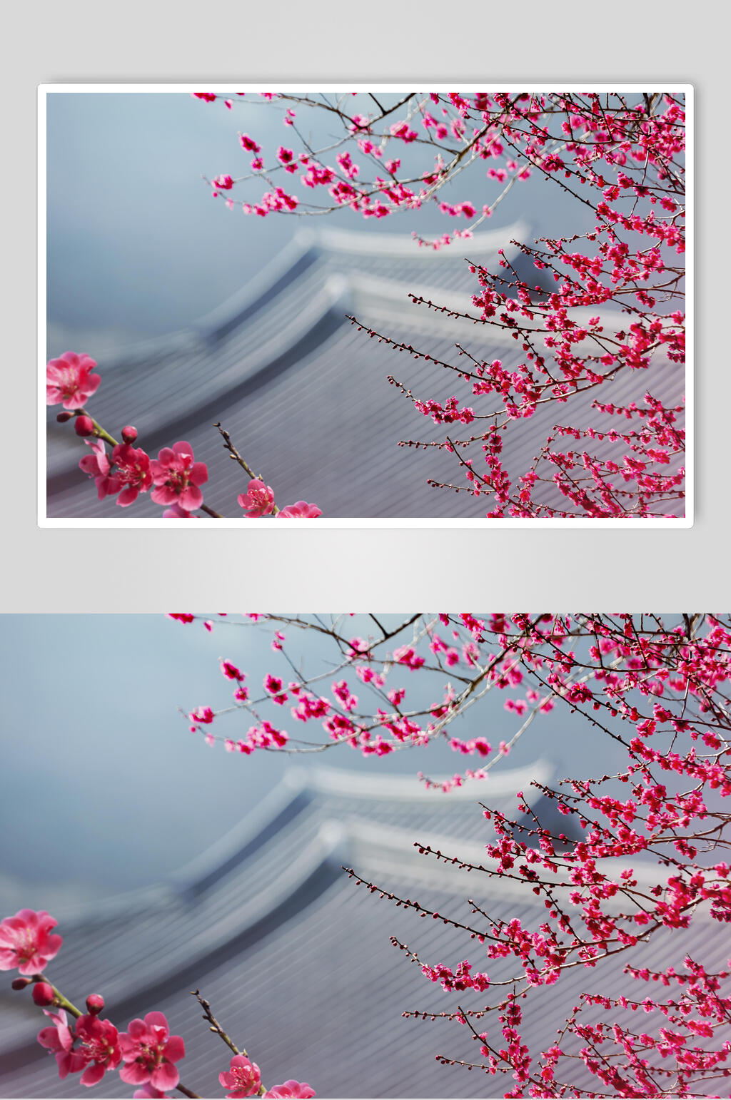 桃花春天海报素材