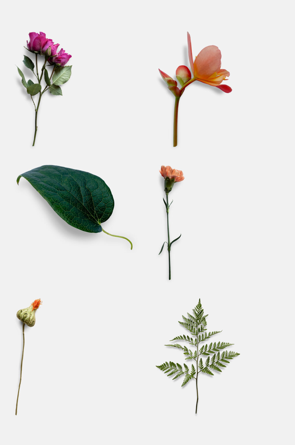 唯美干花免抠设计素材素材