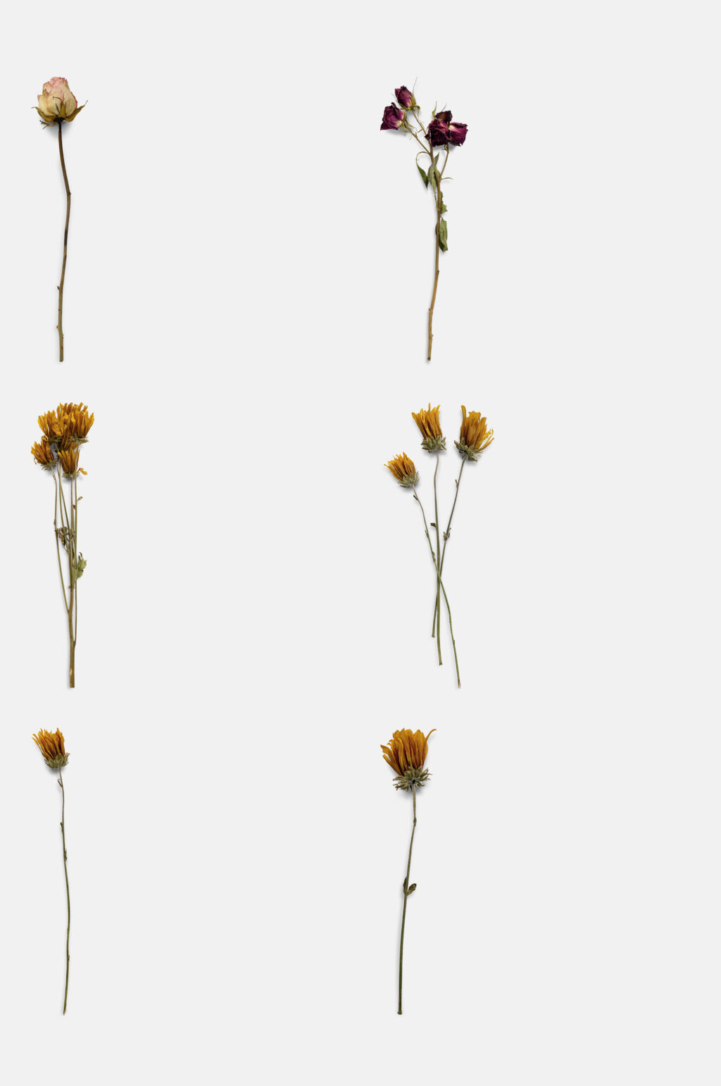 简约干花免抠素材素材