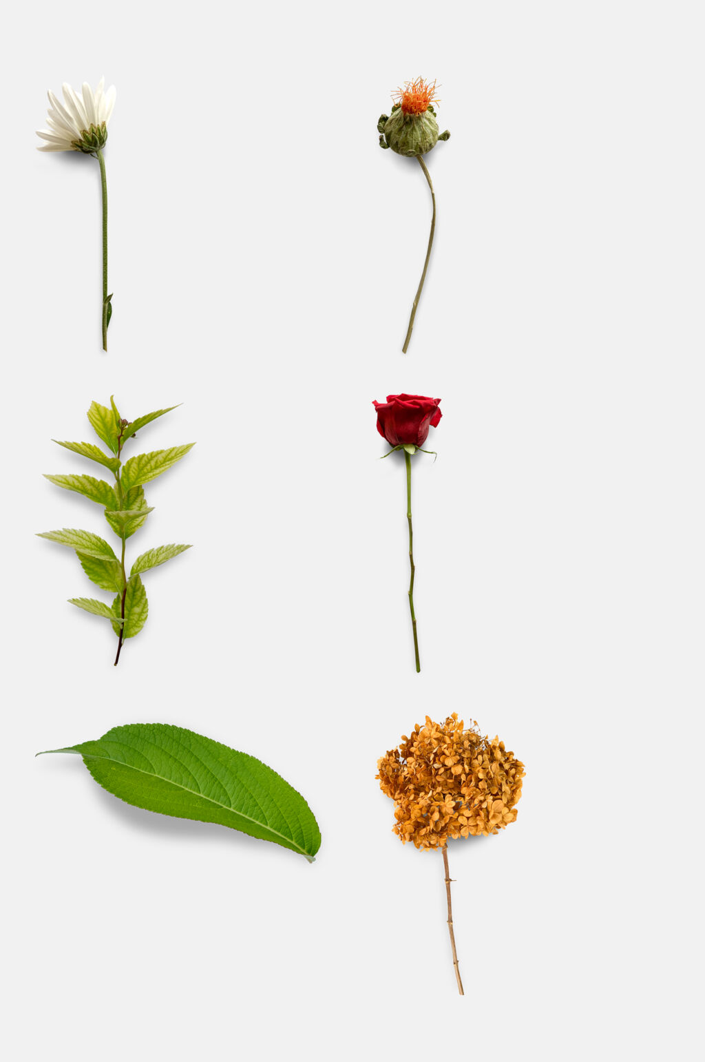 清新简约干花免抠素材素材