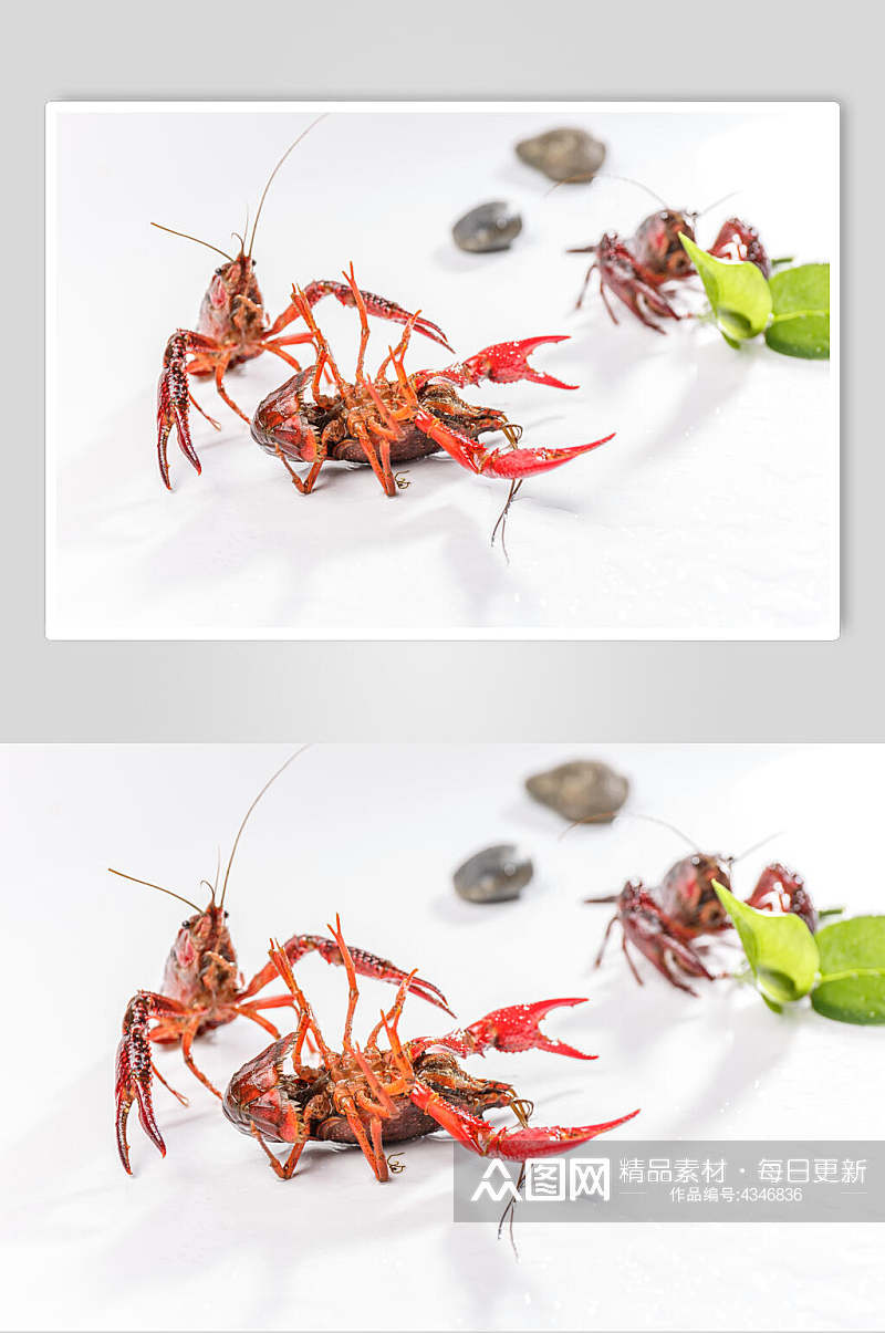 三只鲜活小龙虾图片素材