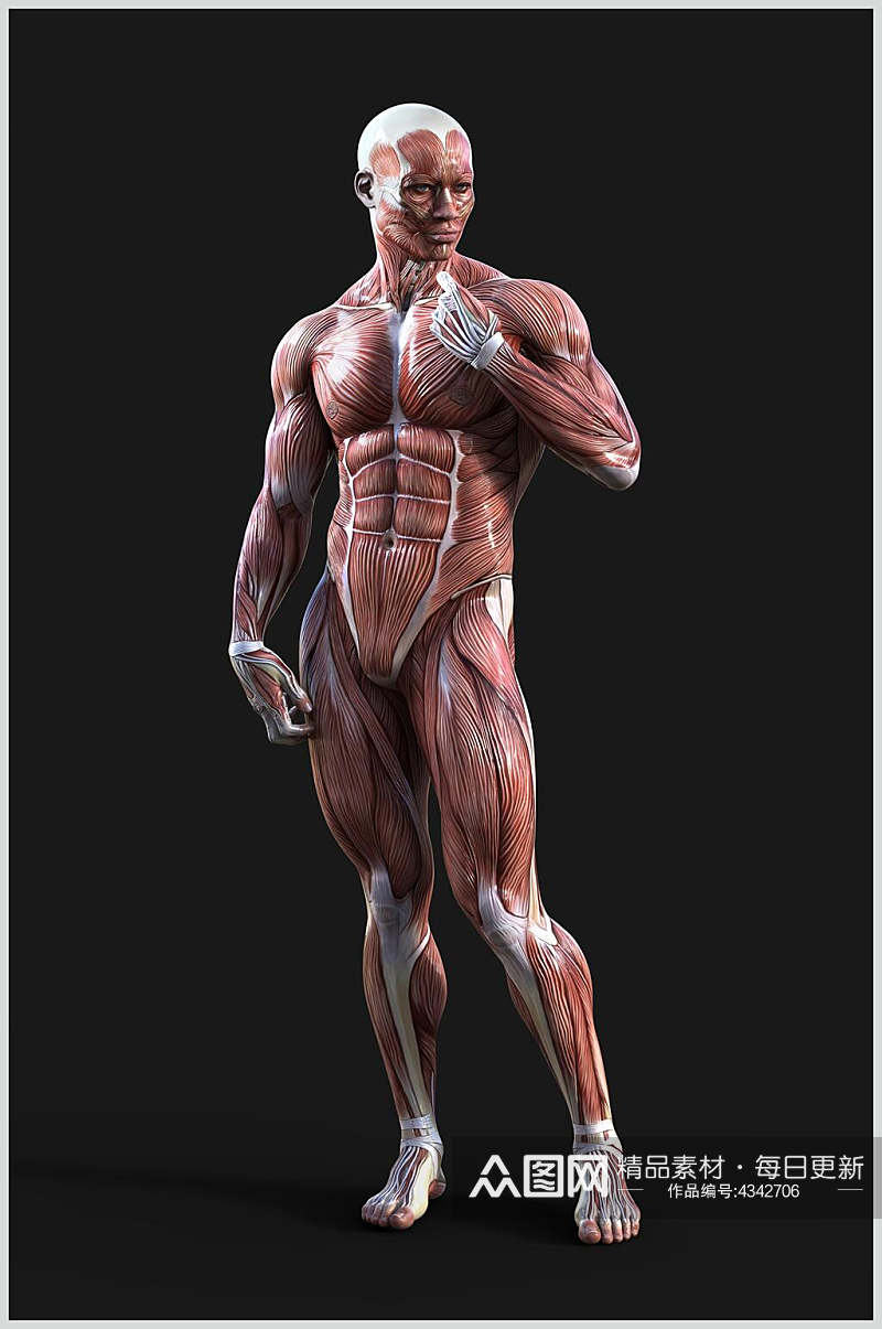 人体肌肉模型骨骼图片素材