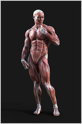 人体肌肉模型骨骼图片