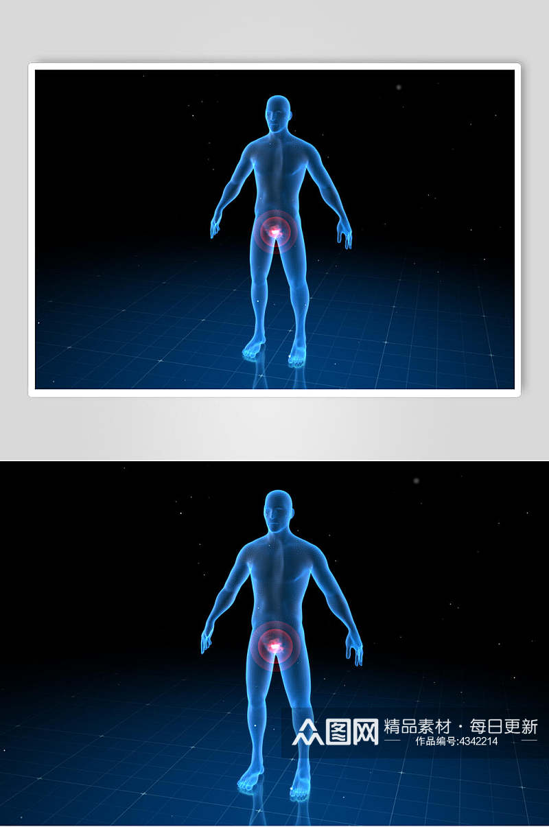模型人体骨骼图片素材