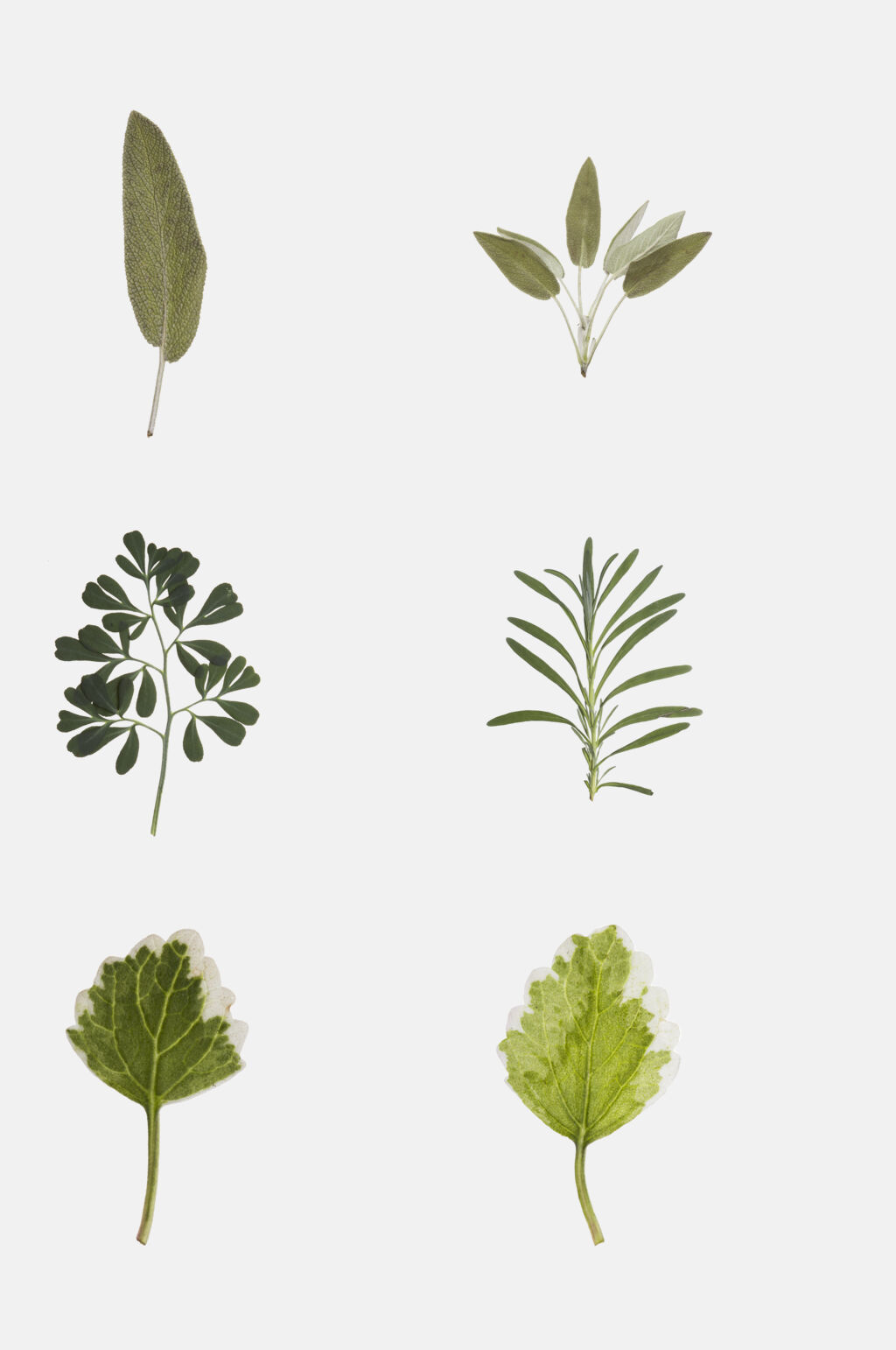 绿植花草免抠素材素材
