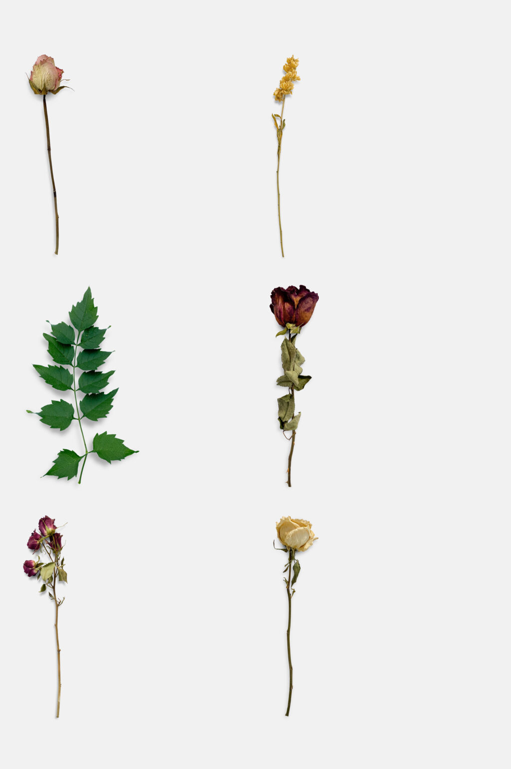 植物干花免抠素材素材