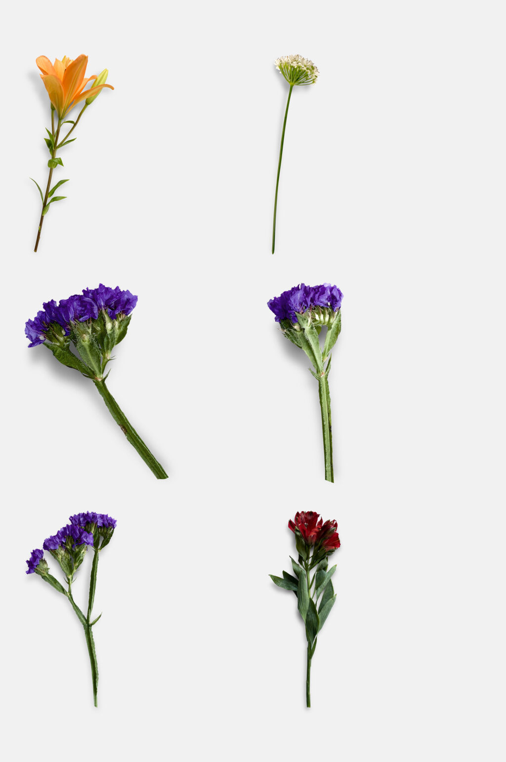 荷花干花免抠素材素材