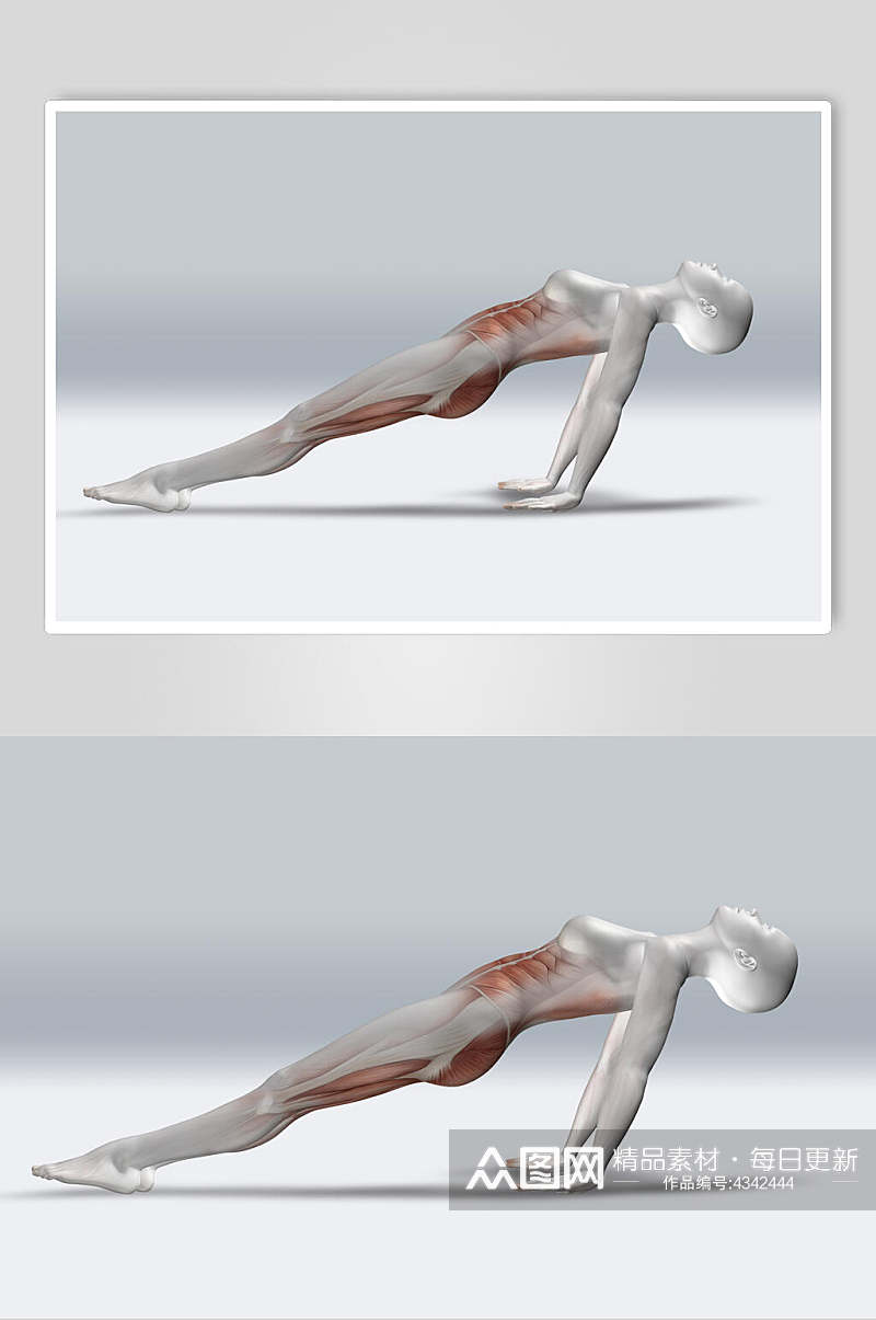人体骨骼模型图片素材