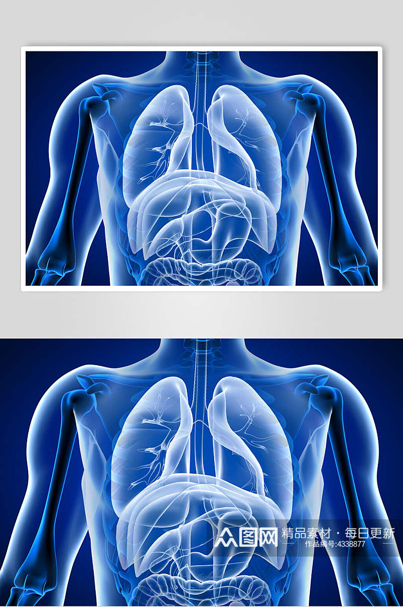 内脏人体骨骼图片素材