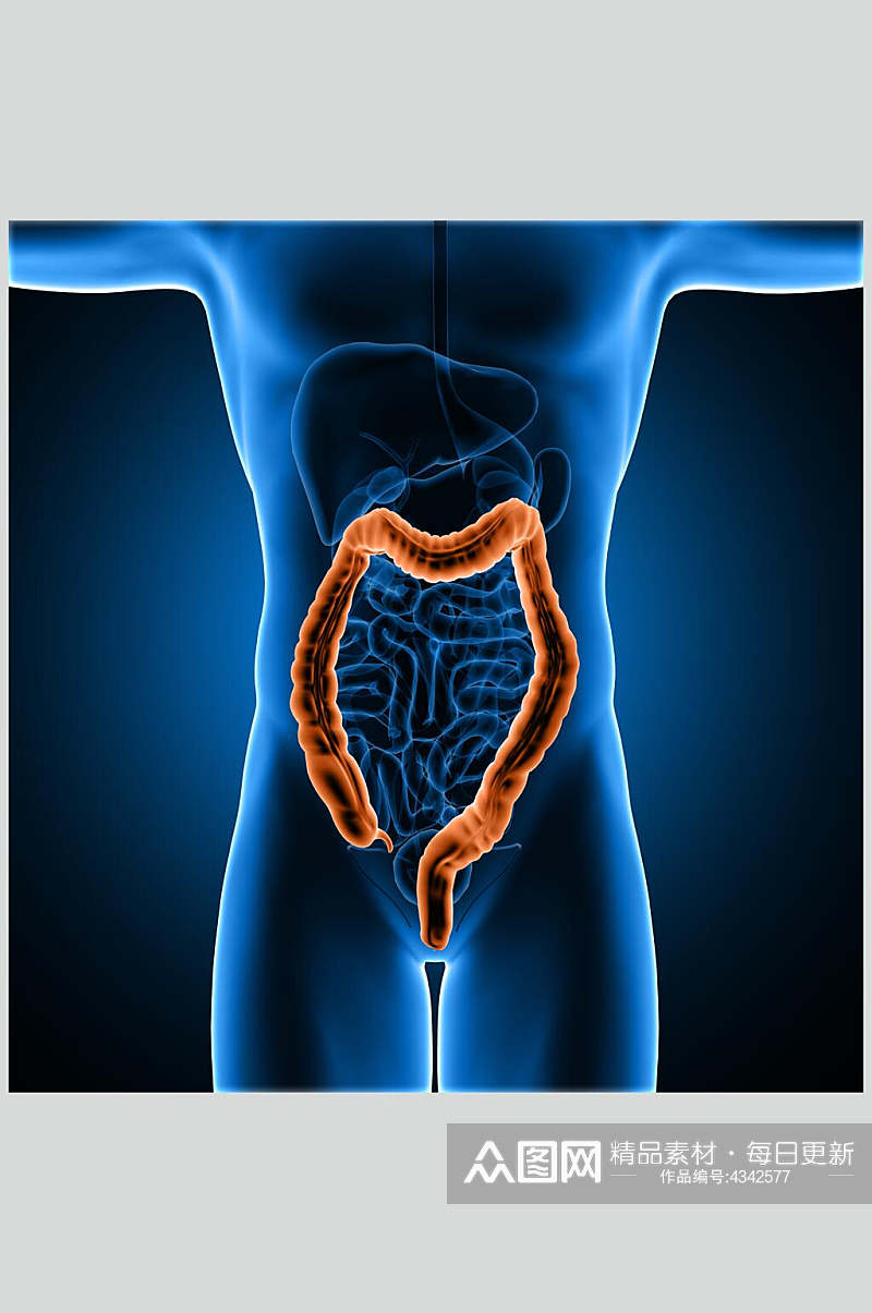 肠胃人体骨骼图片素材