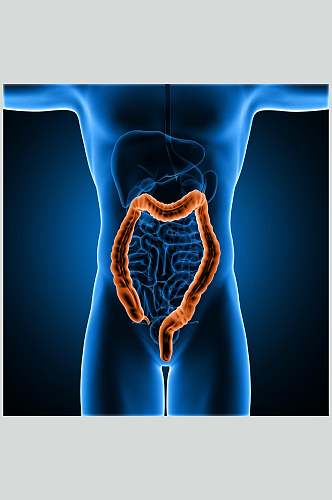 肠胃人体骨骼图片
