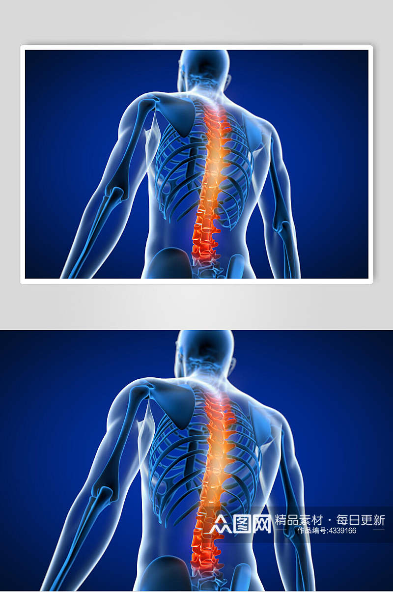 人体脊椎骨骼图片素材