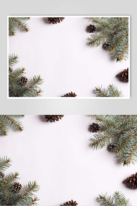 果壳松树杈圣诞节图片